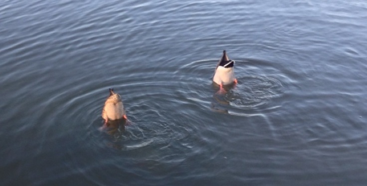 Two ducks with their heads in the water