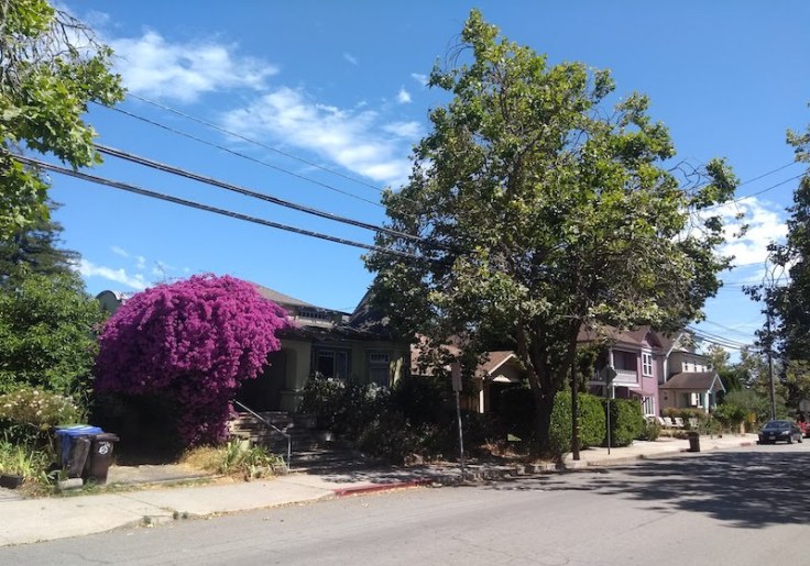 House with a tree of purple flowers