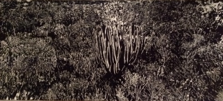 Black and white tapestry, of plants growing